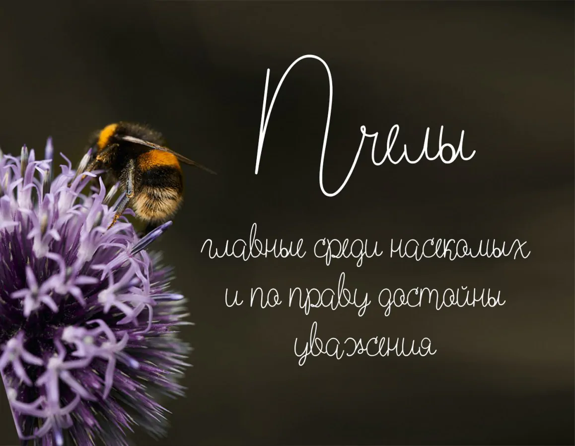 Шрифт Wild Flower Script Cyrillic